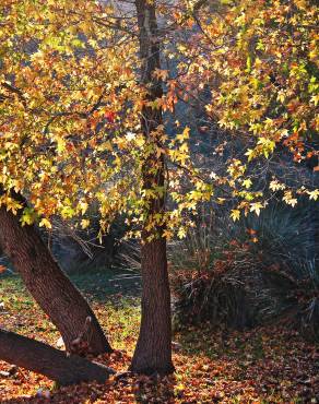 Fotografia 1 da espécie Liquidambar orientalis no Jardim Botânico UTAD
