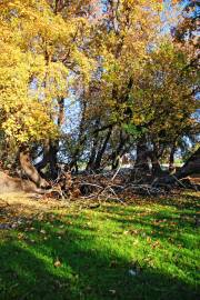 Fotografia da espécie Liquidambar orientalis