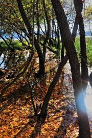 Fotografia da espécie Liquidambar orientalis