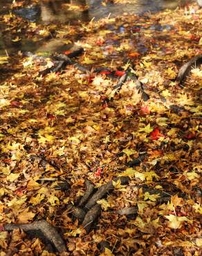 Fotografia 4 da espécie Liquidambar orientalis no Jardim Botânico UTAD