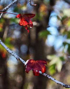 Fotografia 5 da espécie Liquidambar orientalis no Jardim Botânico UTAD