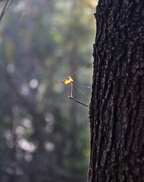 Fotografia 6 da espécie Liquidambar orientalis no Jardim Botânico UTAD