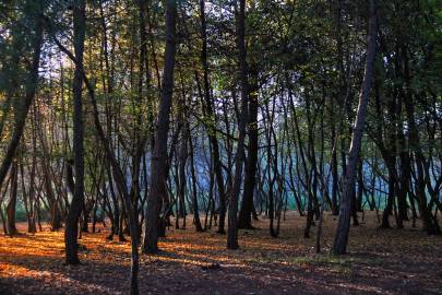 Fotografia da espécie Liquidambar orientalis