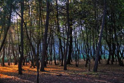 Fotografia da espécie Liquidambar orientalis