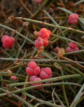 Fotografia 6 da espécie Ephedra distachya subesp. distachya no Jardim Botânico UTAD