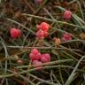 Fotografia 6 da espécie Ephedra distachya subesp. distachya do Jardim Botânico UTAD