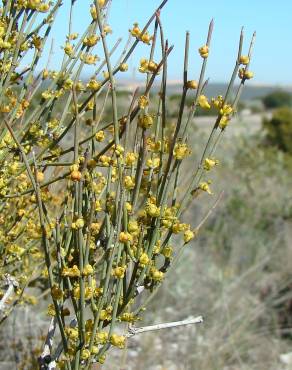 Fotografia 12 da espécie Ephedra fragilis subesp. fragilis no Jardim Botânico UTAD