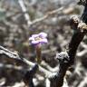 Fotografia 14 da espécie Lycium intricatum do Jardim Botânico UTAD