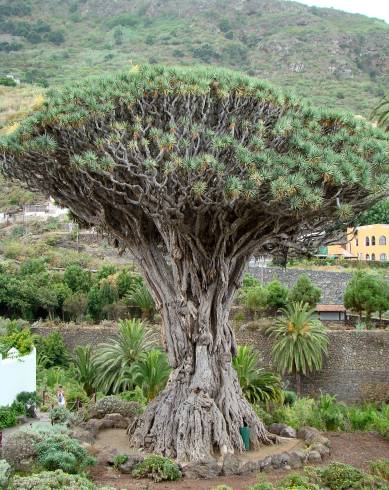 Fotografia de capa Dracaena draco - do Jardim Botânico