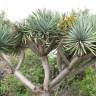 Fotografia 6 da espécie Dracaena draco do Jardim Botânico UTAD