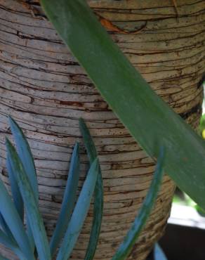 Fotografia 7 da espécie Dracaena draco no Jardim Botânico UTAD