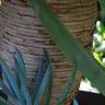 Fotografia 7 da espécie Dracaena draco do Jardim Botânico UTAD