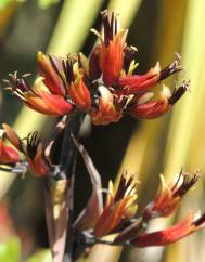 Phormium colensoi