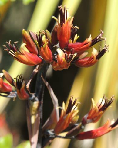 Fotografia de capa Phormium colensoi - do Jardim Botânico