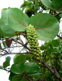 Fotografia da espécie Coccoloba uvifera