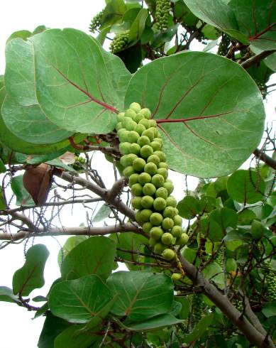 Fotografia de capa Coccoloba uvifera - do Jardim Botânico