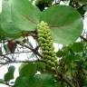 Fotografia 1 da espécie Coccoloba uvifera do Jardim Botânico UTAD