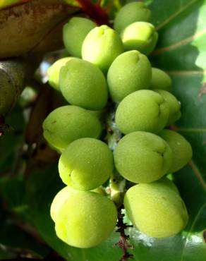 Fotografia 4 da espécie Coccoloba uvifera no Jardim Botânico UTAD