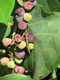 Fotografia da espécie Coccoloba uvifera