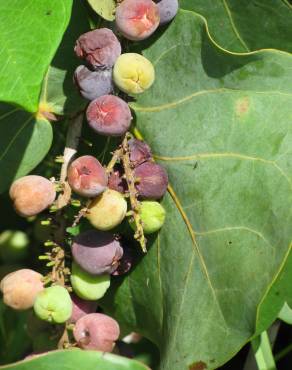 Fotografia 5 da espécie Coccoloba uvifera no Jardim Botânico UTAD