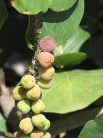 Fotografia da espécie Coccoloba uvifera