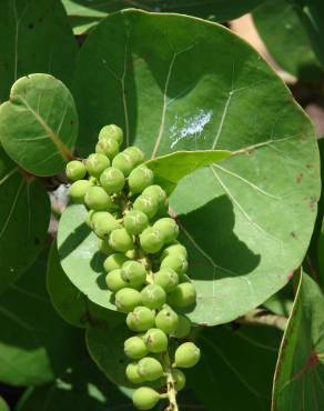 Fotografia 7 da espécie Coccoloba uvifera no Jardim Botânico UTAD