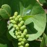 Fotografia 7 da espécie Coccoloba uvifera do Jardim Botânico UTAD