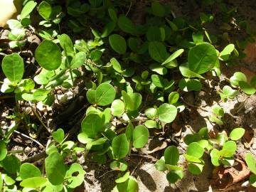 Fotografia da espécie Coccoloba uvifera