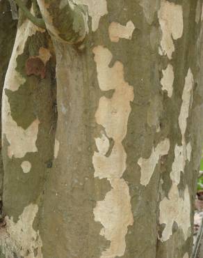 Fotografia 9 da espécie Coccoloba uvifera no Jardim Botânico UTAD