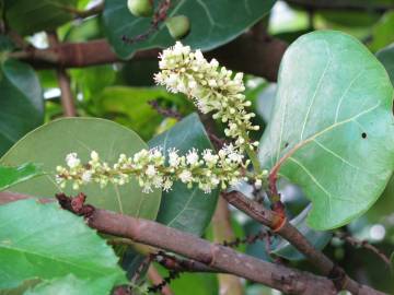 Fotografia da espécie Coccoloba uvifera