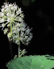 Aralia californica