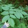 Fotografia 9 da espécie Aralia californica do Jardim Botânico UTAD