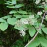 Fotografia 10 da espécie Aralia californica do Jardim Botânico UTAD