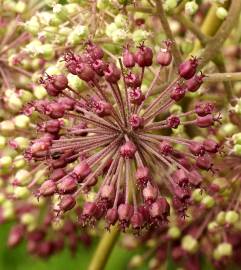 Fotografia da espécie Aralia californica