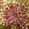 Fotografia 11 da espécie Aralia californica do Jardim Botânico UTAD