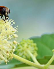 Aralia cordata