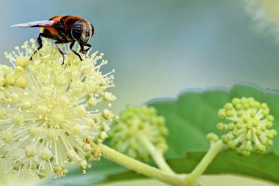 Fotografia da espécie Aralia cordata