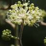 Fotografia 3 da espécie Aralia cordata do Jardim Botânico UTAD