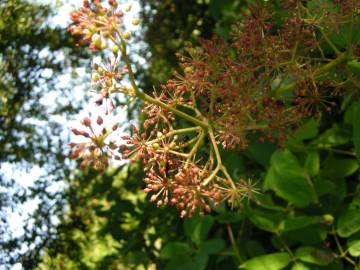 Fotografia da espécie Aralia cordata