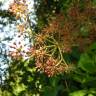 Fotografia 4 da espécie Aralia cordata do Jardim Botânico UTAD