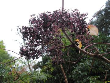 Fotografia da espécie Aralia cordata