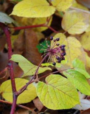 Fotografia 6 da espécie Aralia cordata no Jardim Botânico UTAD