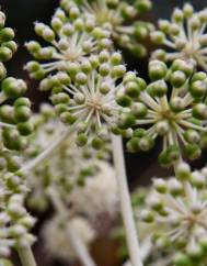 Fatsia japonica