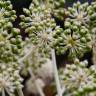 Fotografia 1 da espécie Fatsia japonica do Jardim Botânico UTAD