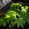 Fotografia 3 da espécie Fatsia japonica do Jardim Botânico UTAD