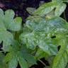 Fotografia 4 da espécie Fatsia japonica do Jardim Botânico UTAD