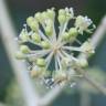 Fotografia 7 da espécie Fatsia japonica do Jardim Botânico UTAD