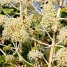 Fotografia 10 da espécie Fatsia japonica do Jardim Botânico UTAD