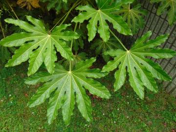Fotografia da espécie Fatsia japonica