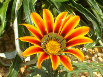 Fotografia da espécie Gazania rigens